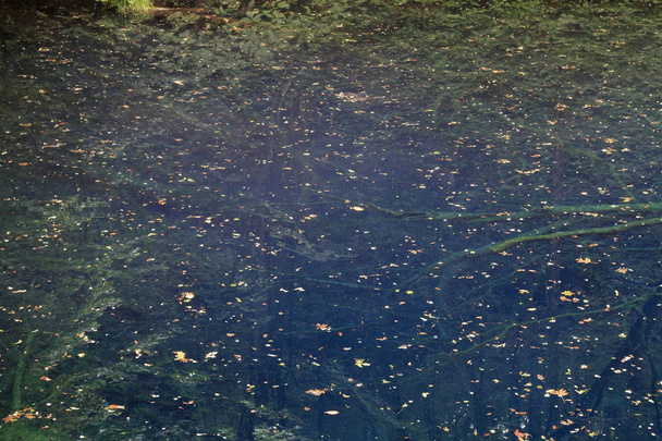 青森県白神山地の青池池 - 写真・画像