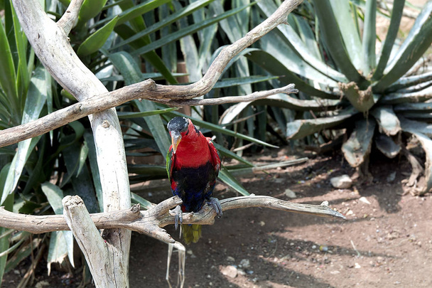 красивий кольоровий папуга сидить на гілці, птах, тварина
 - Фото, зображення