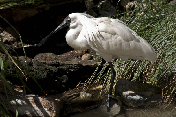 this is a side view of a royal spoonbill - Fotografie, Obrázek