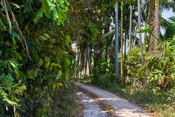 Pathway through the jungle - Fotoğraf, Görsel