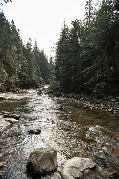 Vertical image of quiet river flowing through the forest - Fotoğraf, Görsel