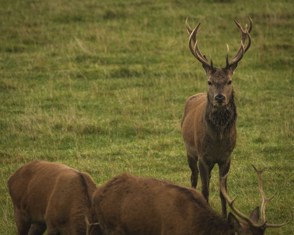 Stag red deer in field in Scotland, UK - Photo, Image