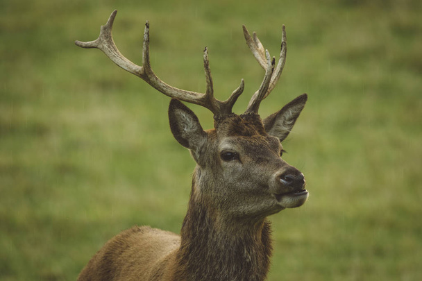 Stag red deer in field in Scotland, UK - Photo, Image
