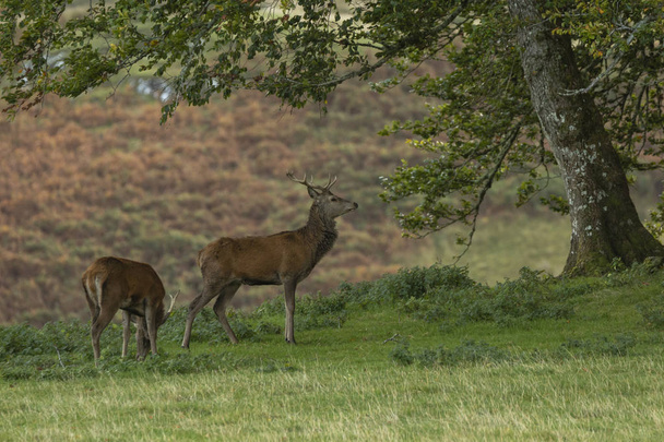 Cervo in Scozia in autunno, Regno Unito
 - Foto, immagini