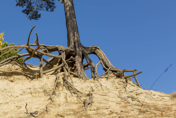 Кореневі корені старого кедра на піщаному пагорбі крупним планом
 - Фото, зображення