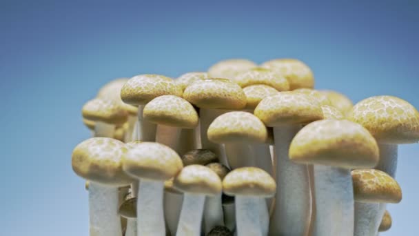 Frische Pilze rotieren langsam im Atelier mit den Details der Pilze. - Filmmaterial, Video