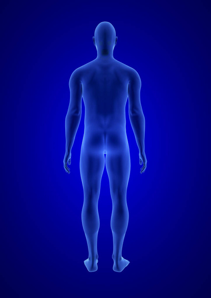 blauer menschlicher Anatomie Körper 3D-Scan-Rendering auf blauem Hintergrund - Rückseite - Foto, Bild
