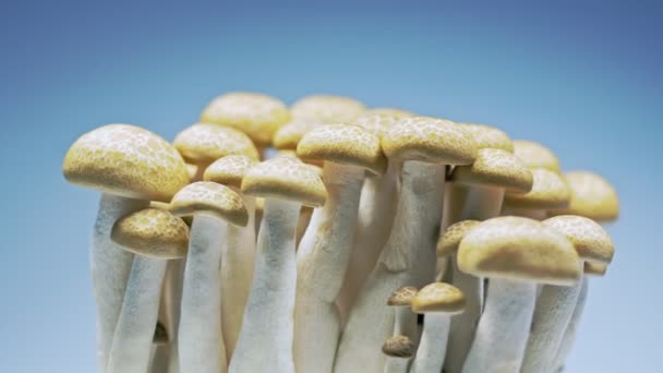 Frische Pilze rotieren langsam im Atelier mit den Details der Pilze. - Filmmaterial, Video