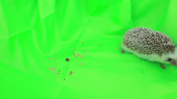 Egy aranyos sündisznó a zöld képernyő - Felvétel, videó