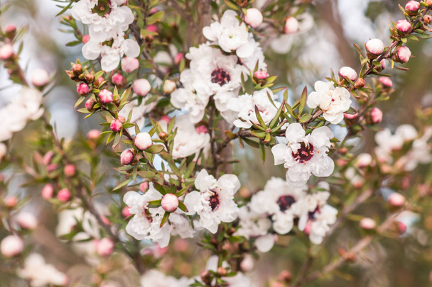 bílý čaj strom květiny v plném květu s rozmazané pozadí - Fotografie, Obrázek