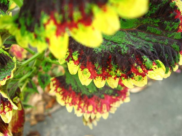 Close up of real colorful leaves. - Photo, Image