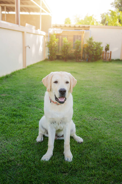 die Hunderasse Labrador auf einem grünen Gras - Foto, Bild