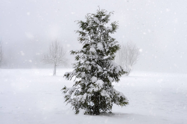 Μαγευτικό σκηνικό χειμώνα με χιονισμένο πεύκο δέντρο στη μέση ενός λιβαδιού, ενώ χιονοπτώσεις, σε μια κρύα ημέρα Φεβρουαρίου, κοντά στο Χανώ, Γερμανία. - Φωτογραφία, εικόνα