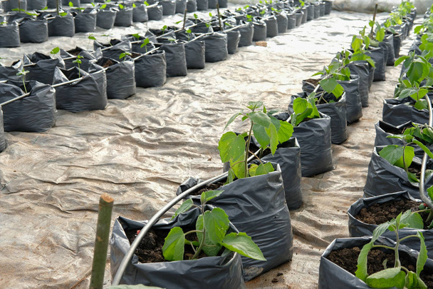 Cape egres növekvő üvegházhatást okozó növények óvoda a csepegtető öntözési rendszert - Fotó, kép