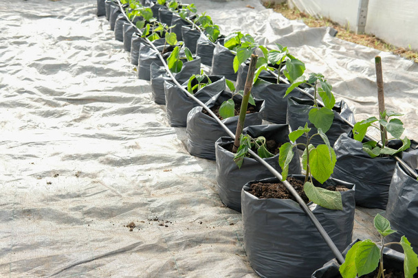 grosellas del cabo que crecen en vivero de plantas de invernadero con sistema de riego por goteo de agua
 - Foto, imagen
