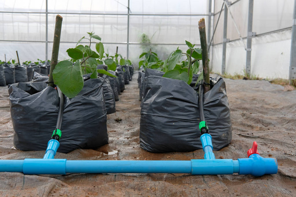 ケープグースベリー点滴水灌漑システムで温室植物の苗の成長 - 写真・画像