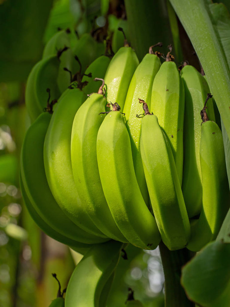 Bananen in Großaufnahme. Früchte, die noch am Baum reifen, grün, unreif. - Foto, Bild