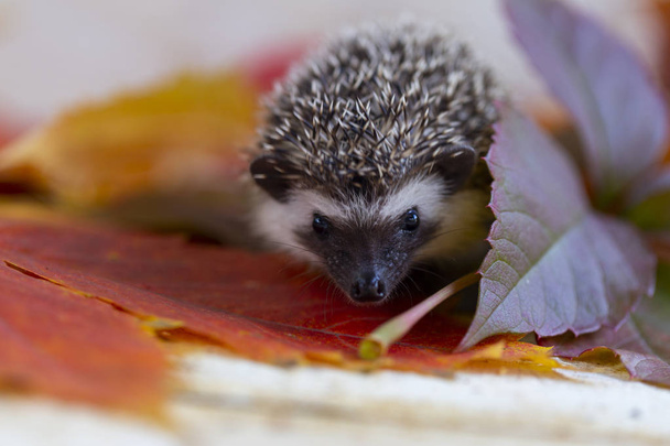 pequeno ouriço em folhas de outono close-up
 - Foto, Imagem
