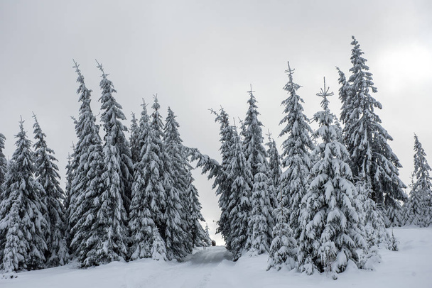 Amazing winter landscape with snow covered fir tree forest - 写真・画像