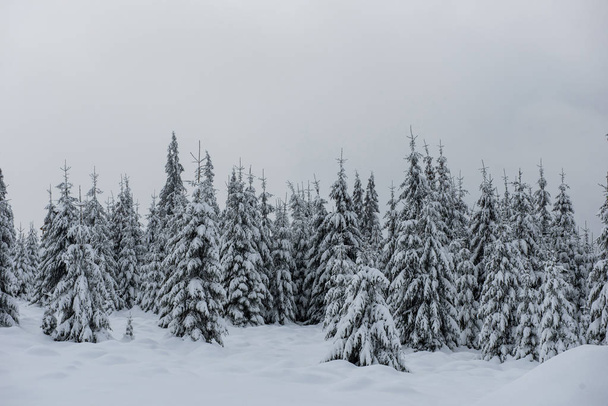 Dağlardaki kış ağaçları taze karla kaplıdır. - Fotoğraf, Görsel