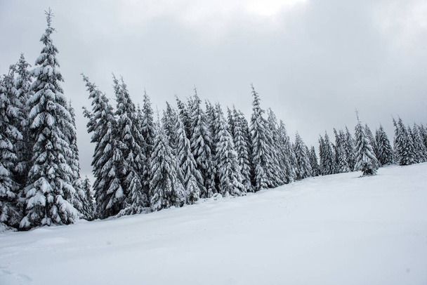 Kerst en Nieuwjaar achtergrond met winterbomen in de bergen bedekt met sneeuw - Foto, afbeelding