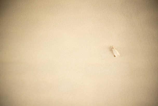 Valkoinen pieni hyönteinen pitää valkoisella seinällä piiloutua harmoniassa
 - Valokuva, kuva