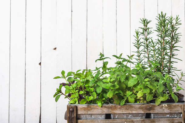 Fresh herbs from the garden growing in wooden box, rosemary, mint and basil - 写真・画像