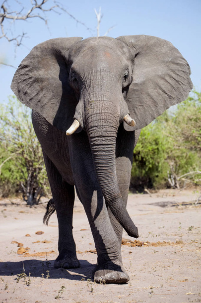 elefante africano, Loxodonta africana Hwange National Park, Zimbawe
  - Foto, Imagen