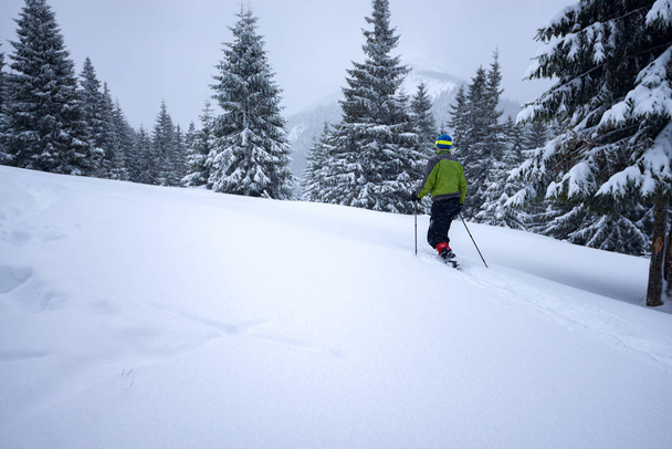 Maceracı kar ayakkabıları kar yağışı sırasında karla kaplı büyük çam ağaçları arasında yürüyor. Epik kış seyahat dağlarda. Arkadan görünüm. - Fotoğraf, Görsel