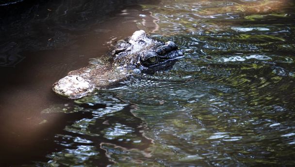 das große krokodil im norden thailands. - Foto, Bild