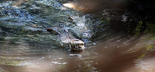 Il grande coccodrillo nel nord della Thailandia
. - Foto, immagini