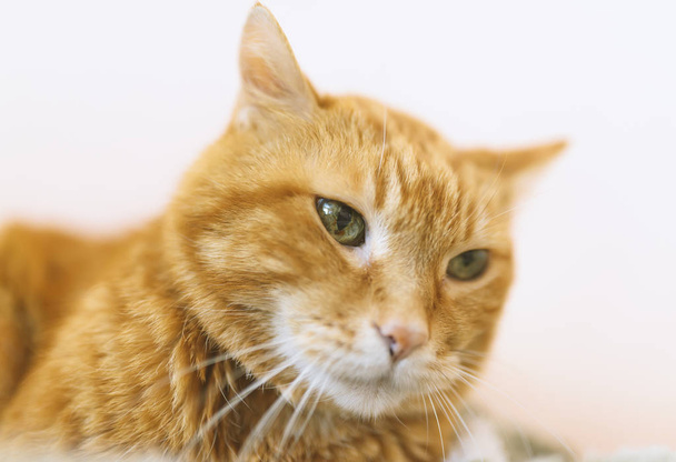Lovely red cat. Soft focus. - Photo, image