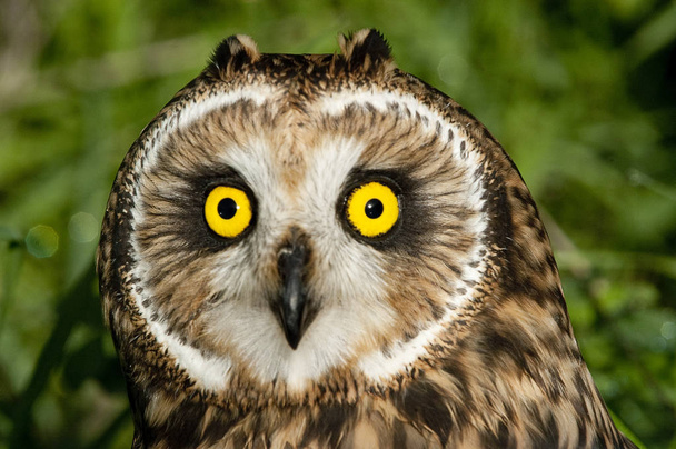 Short eared owl, Asio flammeus, land uil, portret van ogen en gezicht - Foto, afbeelding