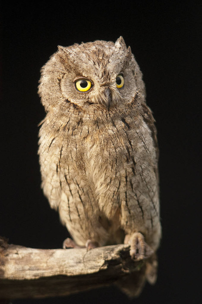 Otus scops, Eurasian Scops Owl, small owl, perched on a branch with black background - Zdjęcie, obraz