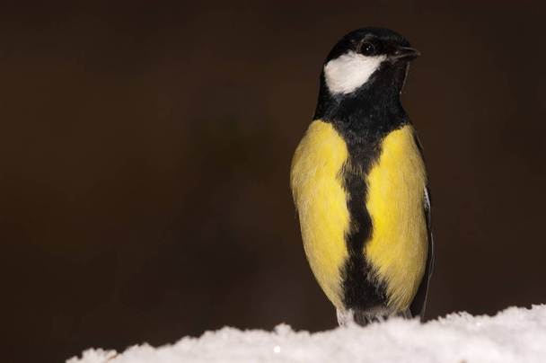 Great tit (Parus major). Garden bird, looking for food in the snow, winter - Photo, Image