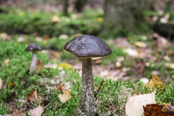 Mushroom brown cap boletus in the autumn forest on a green background - Photo, Image