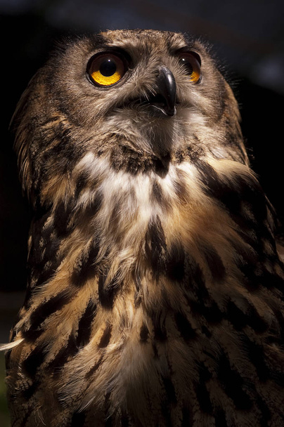 Євразійська Сова (Bubo bubo) орел Сова, портрет, голови і очей - Фото, зображення