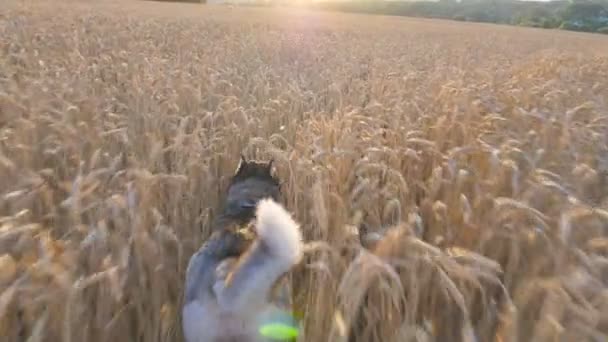Dolly záběr sibiřský husky pes běží rychle mezi vysokými klásky na louce na západ slunce. Malé domácí zvíře zaběhat na zlaté pšeničné pole v letním dni. Sluneční světlo v pozadí. POV Zpomalený pohyb - Záběry, video