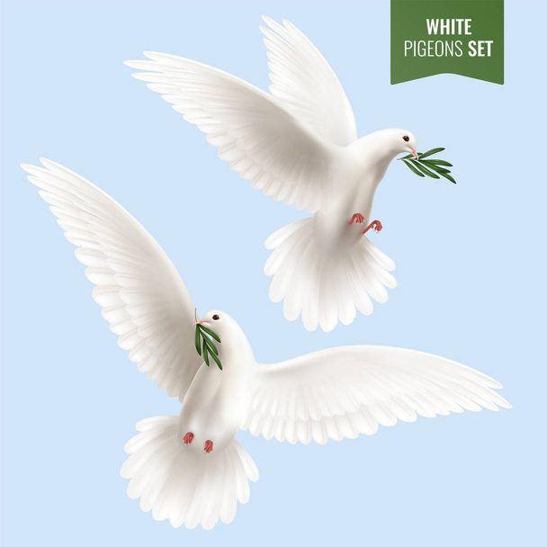 Beyaz güvercin gerçekçi kümesi - Vektör, Görsel