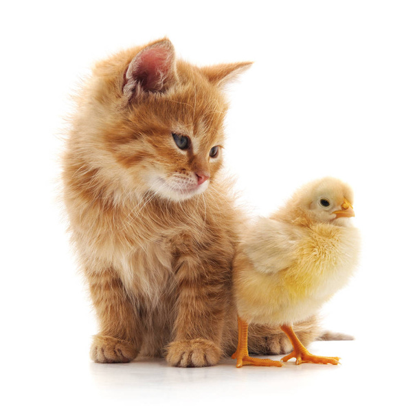Red kitten and chicken on a white background. - Foto, imagen
