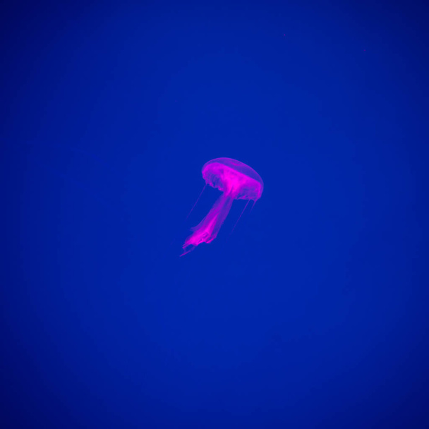 Close-up Jellyfish, Medusa in fish tank with neon light. Jellyfish is free-swimming marine coelenterate with a jellylike bell- or saucer-shaped body that is typically transparent. - Φωτογραφία, εικόνα