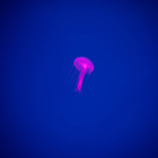 Close-up Jellyfish, Medusa in fish tank with neon light. Jellyfish is free-swimming marine coelenterate with a jellylike bell- or saucer-shaped body that is typically transparent. - Foto, imagen