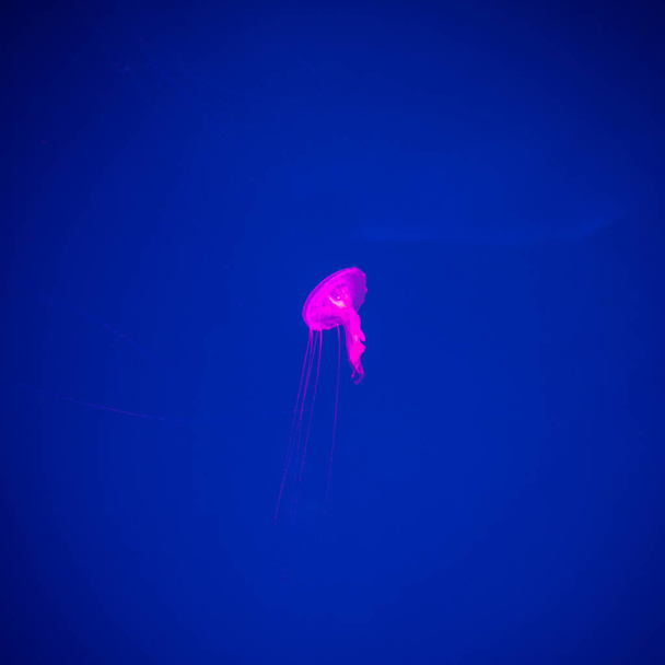 Close-up Jellyfish, Medusa in fish tank with neon light. Jellyfish is free-swimming marine coelenterate with a jellylike bell- or saucer-shaped body that is typically transparent. - 写真・画像