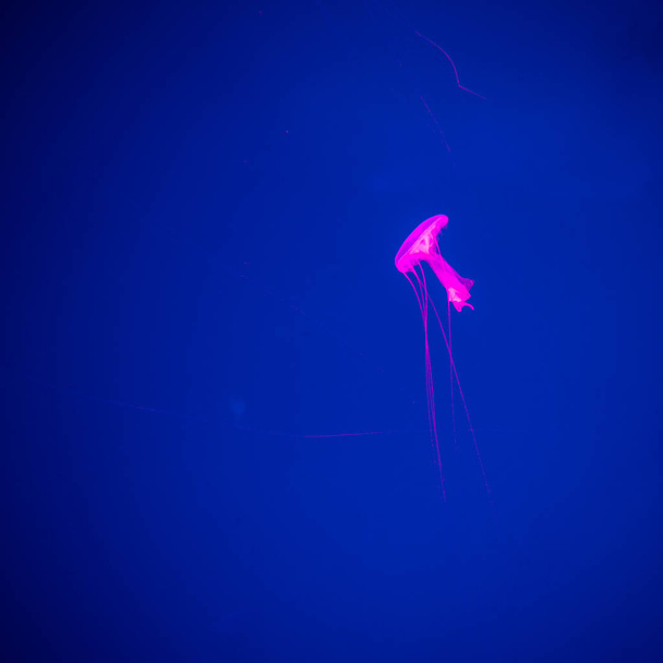 Close-up Jellyfish, Medusa in fish tank with neon light. Jellyfish is free-swimming marine coelenterate with a jellylike bell- or saucer-shaped body that is typically transparent. - Valokuva, kuva