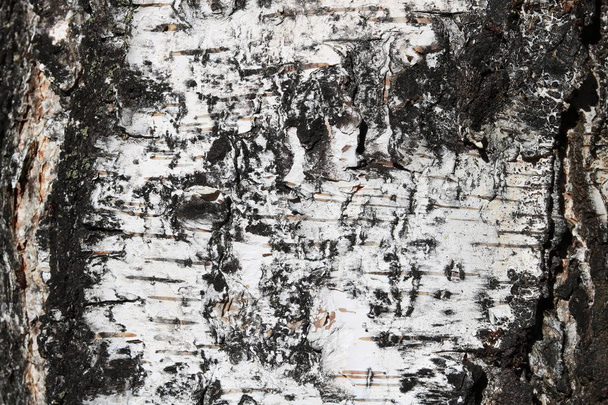 pattern of birch bark with black birch stripes on white birch bark and with wooden birch bark texture - Photo, Image