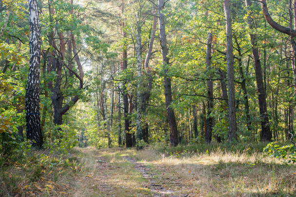 Fußweg im Sommerwald an sonnigem Tag - Foto, Bild