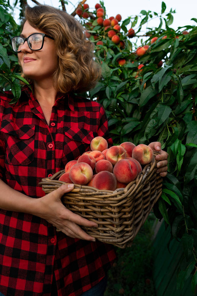 Young woman  pick up peaches in the garden of peach trees.  - Foto, Imagem