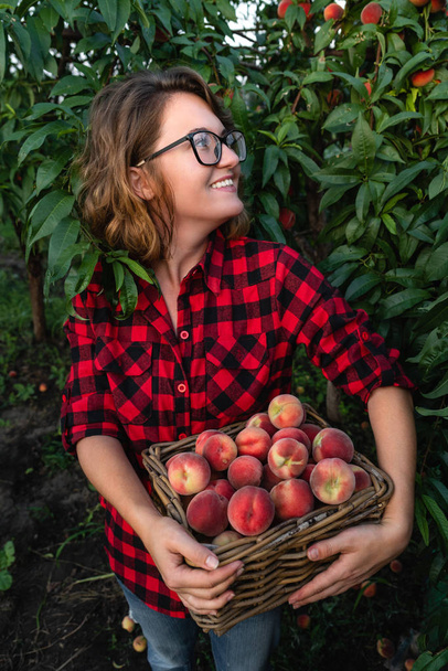 Young woman  pick up peaches in the garden of peach trees.  - Photo, image