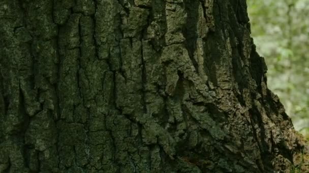 Kora drzewa ogromne kamery w ruchu - Materiał filmowy, wideo