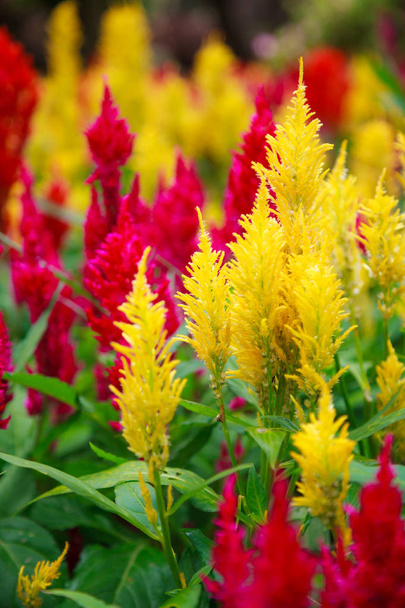 varieties of colorful Celosia Plumosa flower, commonly known as the plumed cockscomb or silver cock's comb. It is a herbaceous plant of tropical origin. The leaves and flowers are edible when boiled. - Фото, изображение